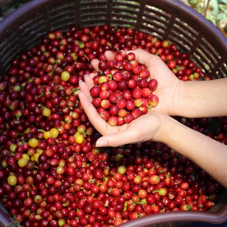 View of coffee plantations in the Yirgacheffe region