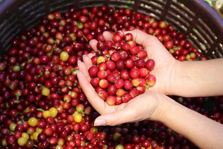 dłonie trzymajace owoce kawy