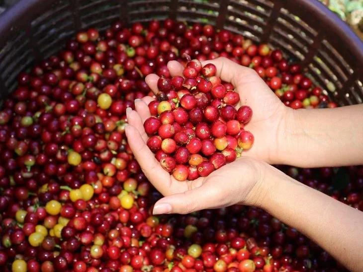 dłonie trzymajace owoce kawy