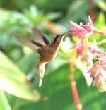 Nicaragua Matagalpa - Gdańska Palarnia Kawy - 1000 g - obrazek 4