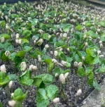 Nicaragua Matagalpa - Gdańska Palarnia Kawy - 1000 g - obrazek 6