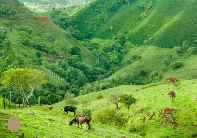 kolumbia plantacje kawy