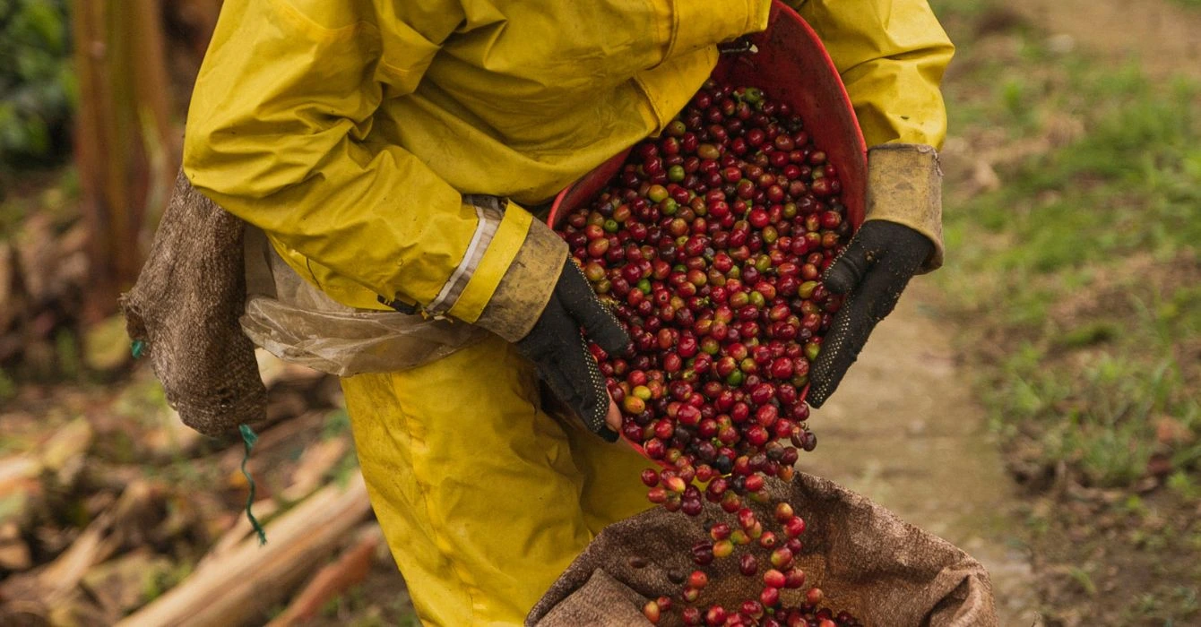 pracownik na plantacji kawy