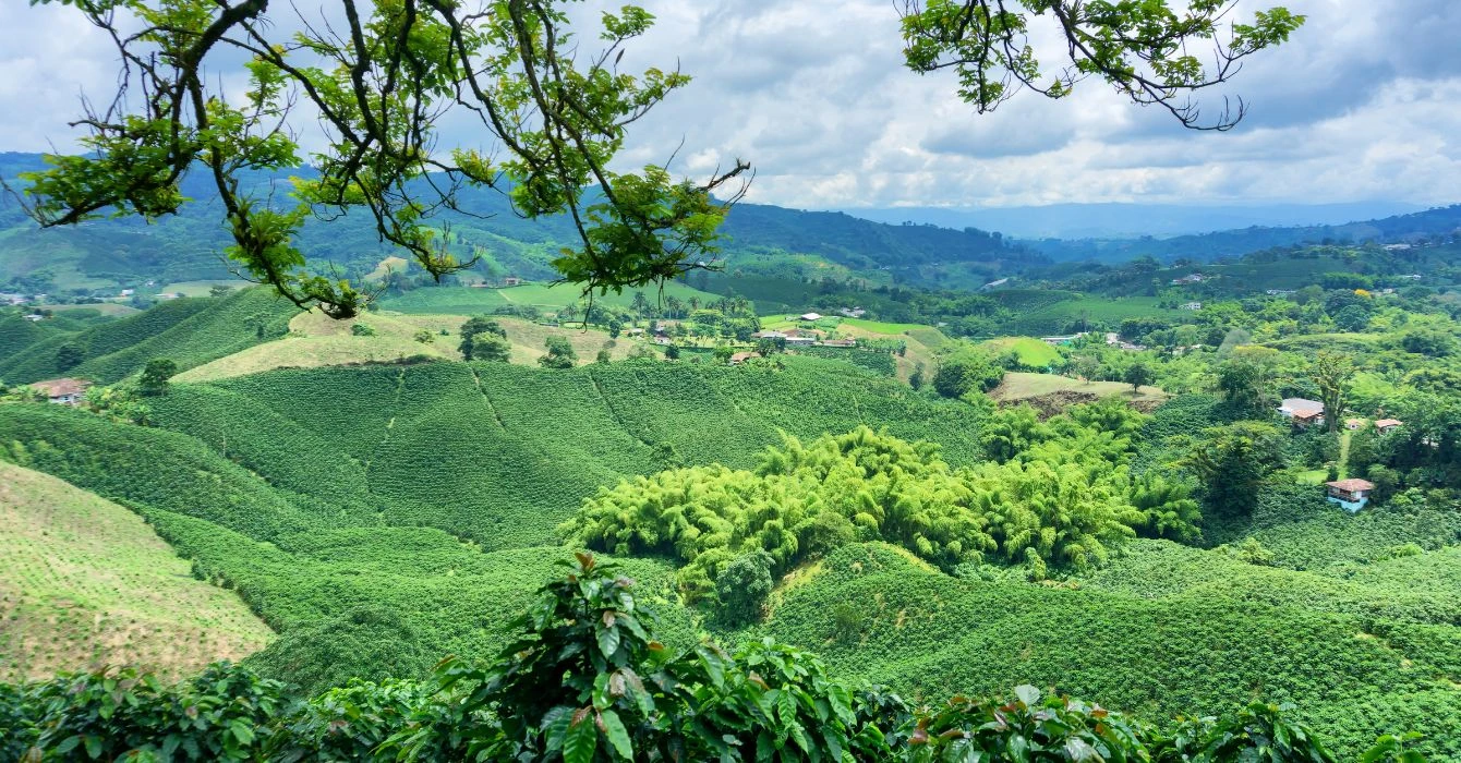 krajobraz kolumbii plantacje kawy