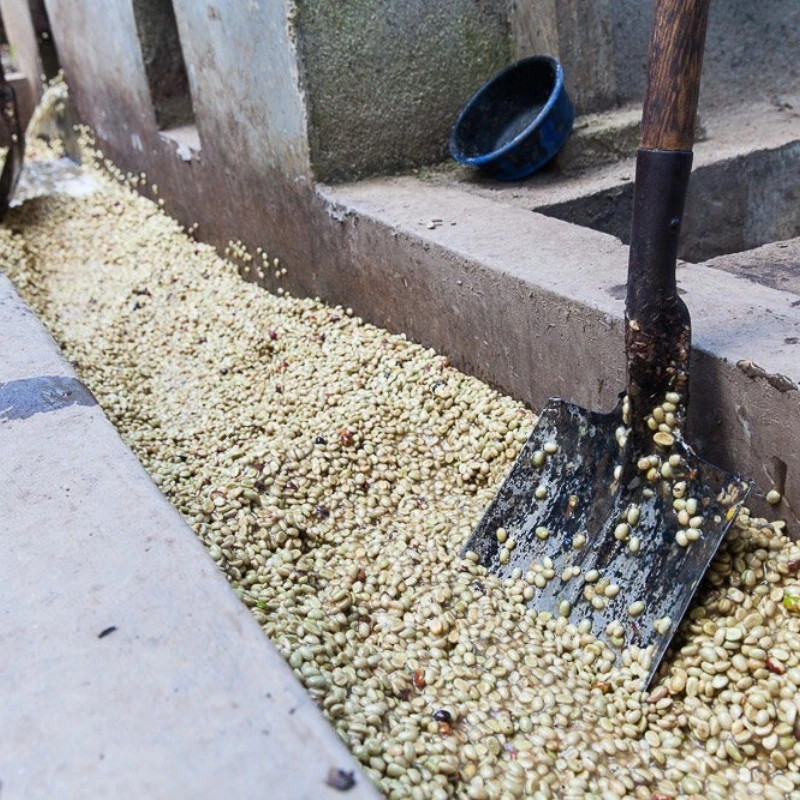 łopata w ziarnach kawy na plantacji